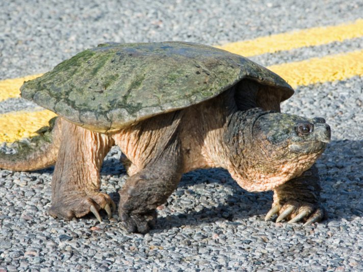 snapping turtle
