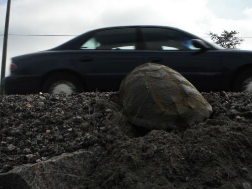 snapping turtle near road