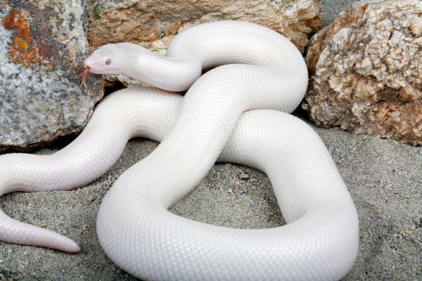 Snow coastal rosy boa