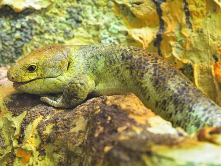 solomon island skink