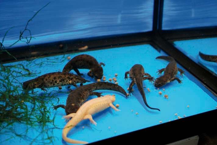 Spanish ribbed newts