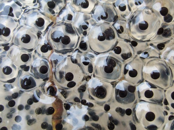 spotted salamander eggs