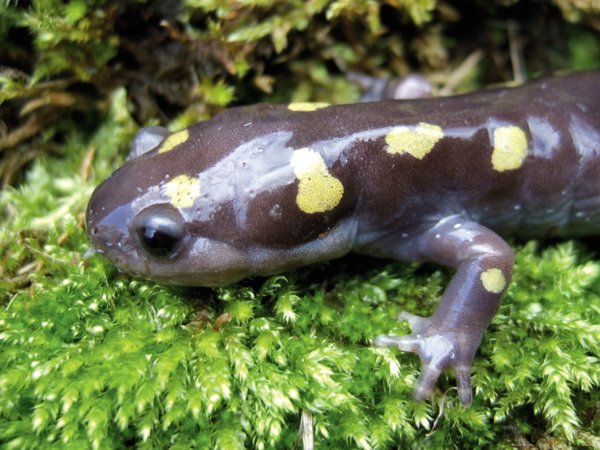 Spotted Salamander