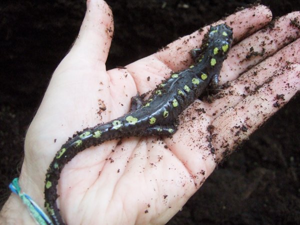 spotted salamander