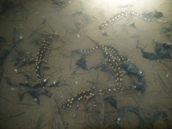 spotted salamander