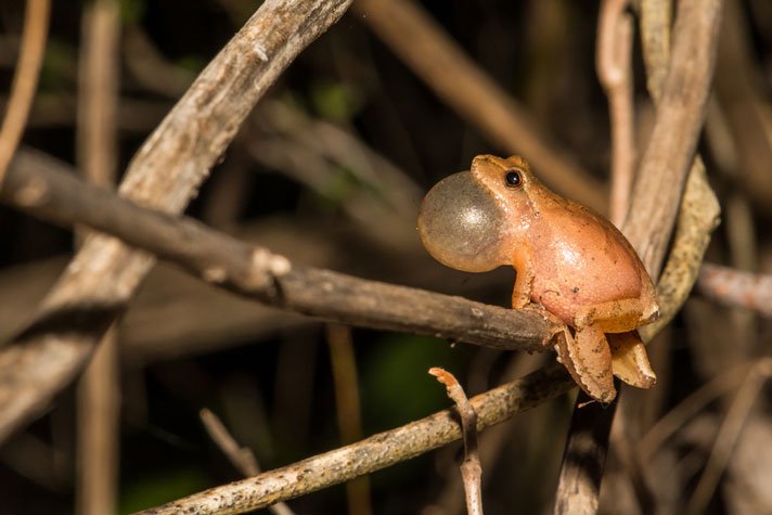 Spring peeper