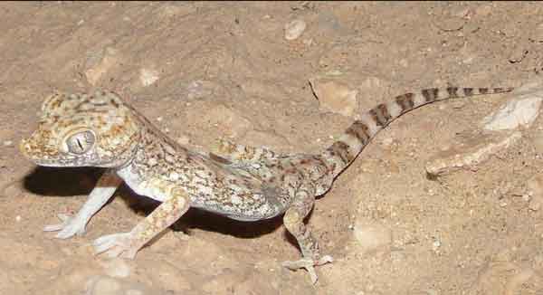 stenodactylus slevinii