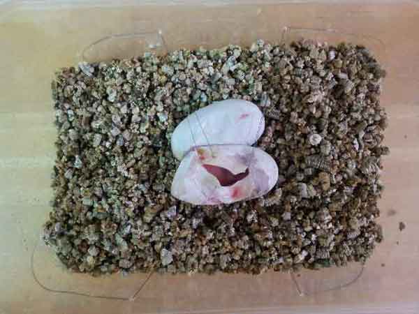 Stimson's python egg