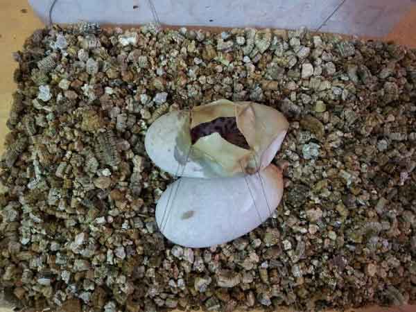 Stimson's reptile egg