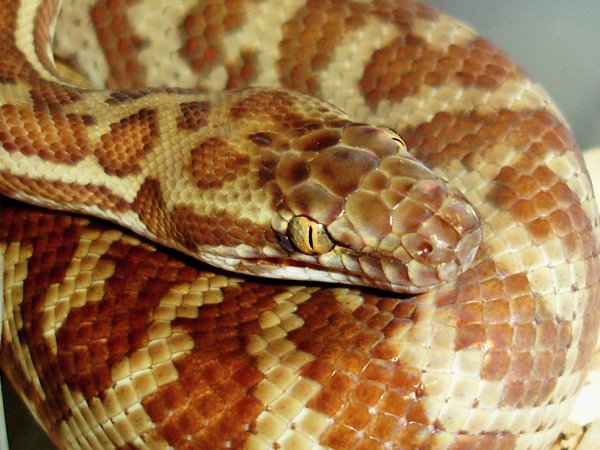 Stimson's python