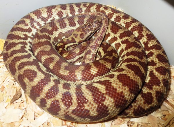Stimson's python