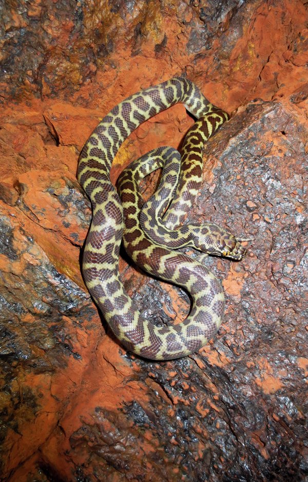 Stimson's python