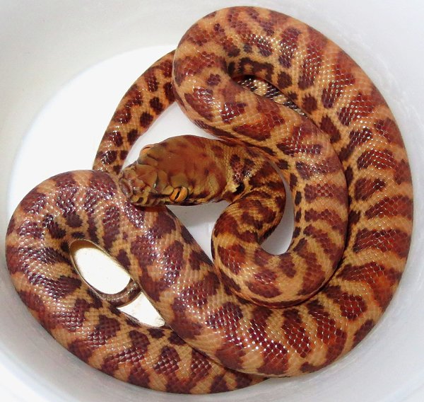 Stimson's python