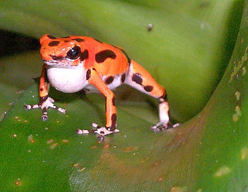 strawberry dart frog