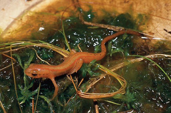 striped newt