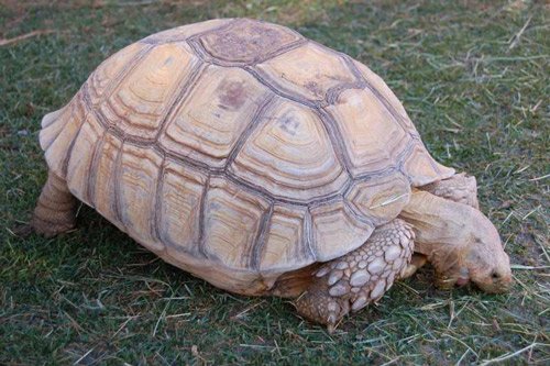 sulcata tortoise