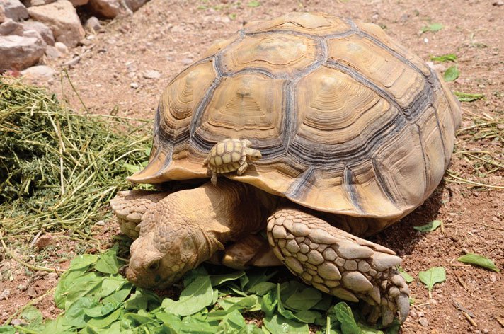 sulcata tortoise