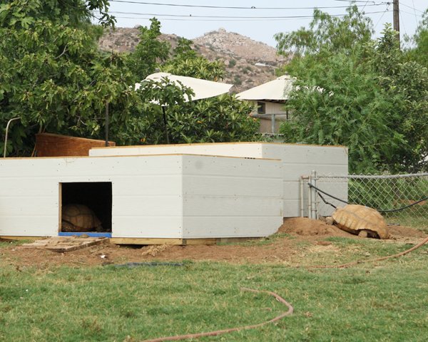sulcata enclosure