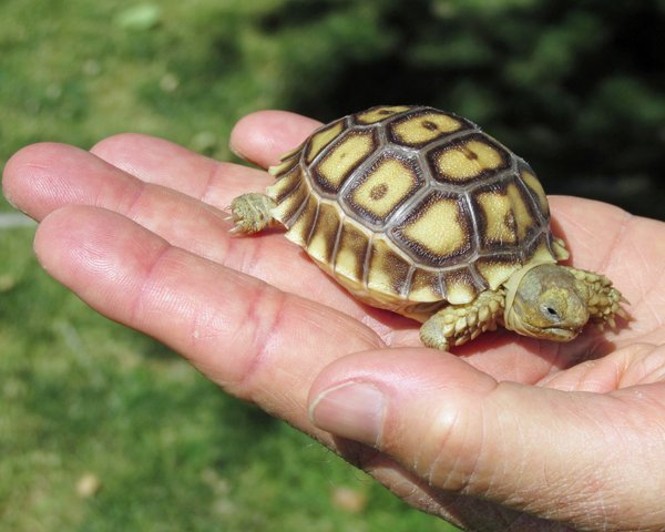 juvenile sulcata tortoise