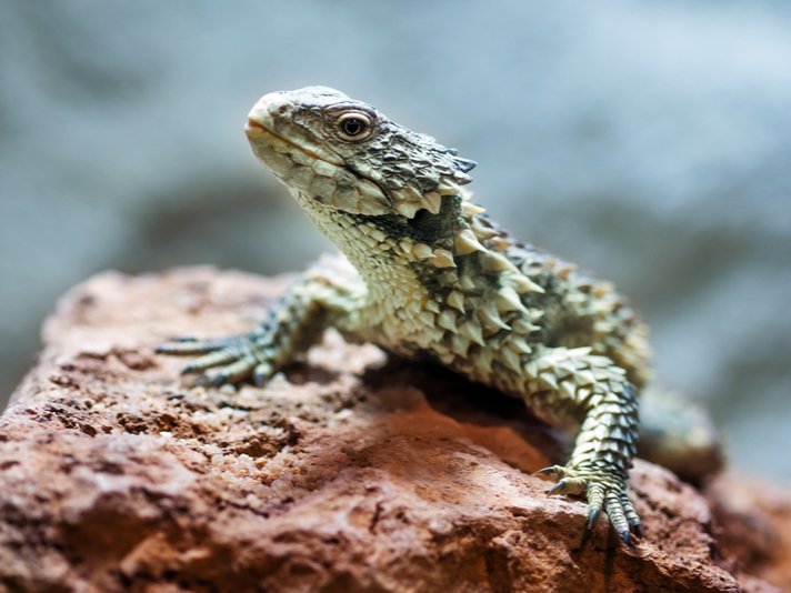 Sungazer lizard