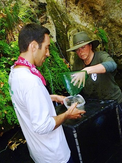 Biologists remove California red legged frog tadpoles from their protective mesh