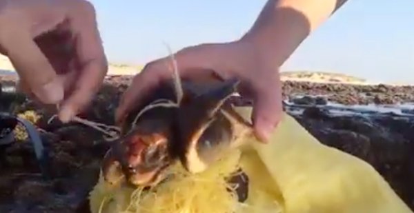 This turtle was tangled in some discarded trash