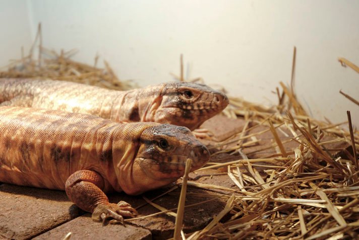 red tegu