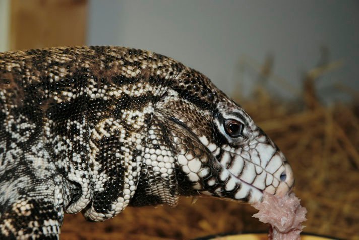 A tegu eats a varied diet