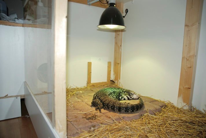 basking spot for tegus