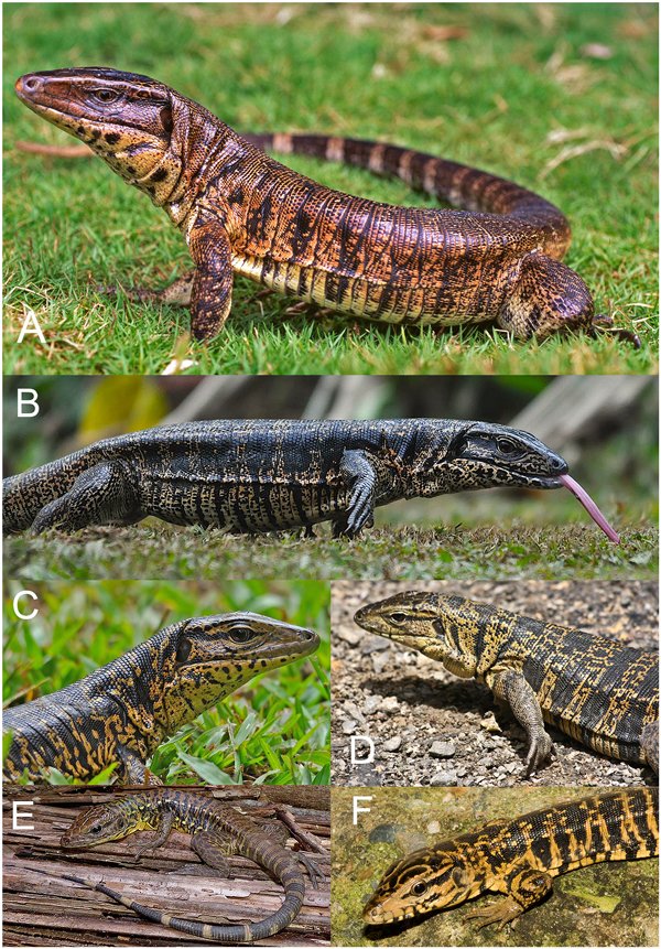 golden tegu