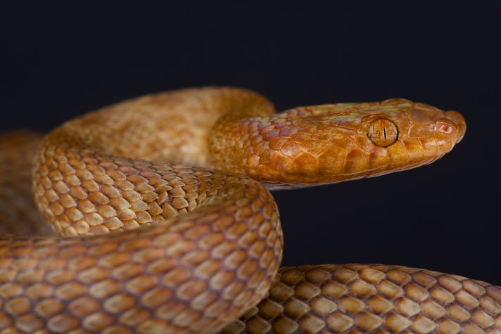 Arabian cat snake