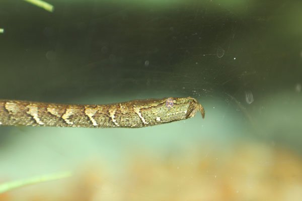 Tentacled snake