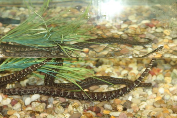 tentacled snake 