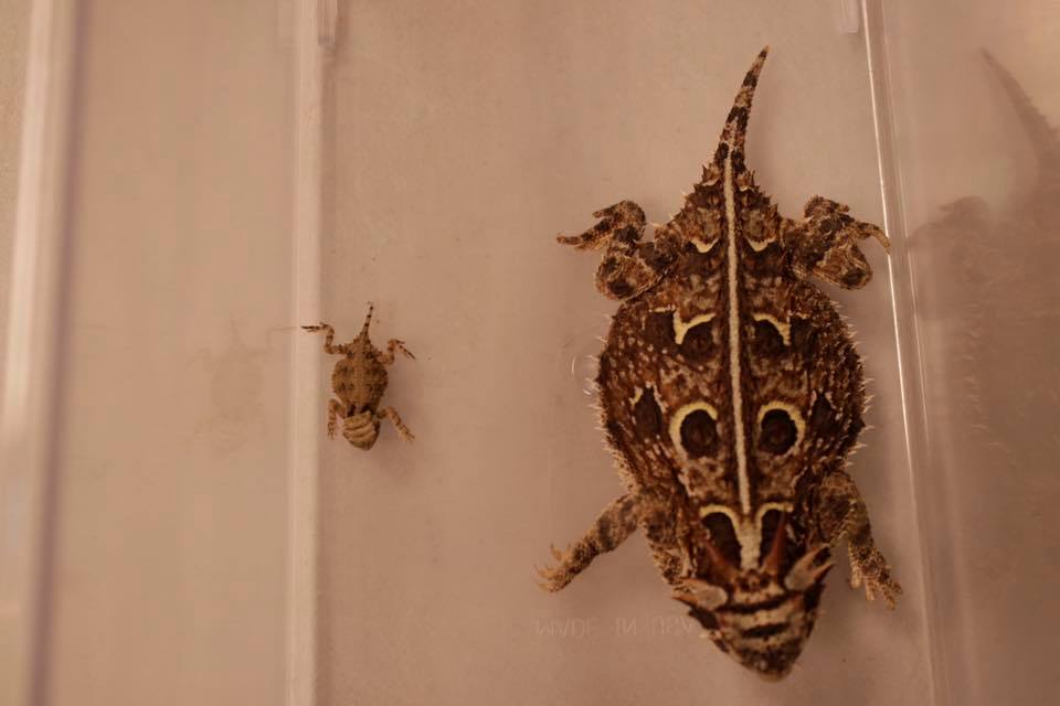 Texas horned lizard