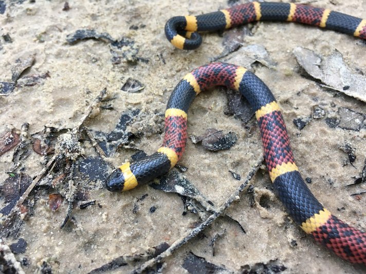 Texas Coral Snake