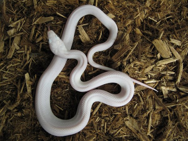 Texas rat snake