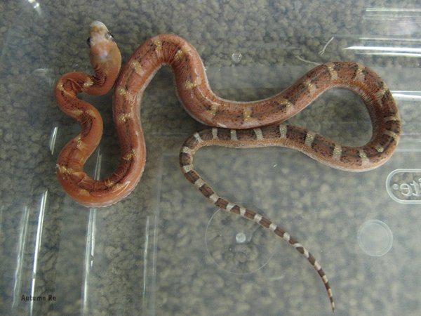 Texas rat snake