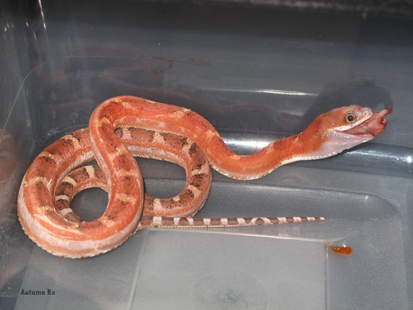 Texas rat snake feeding