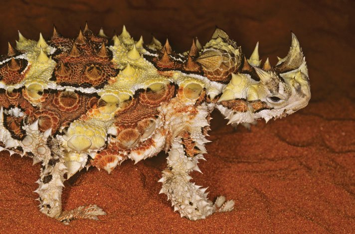 Thorny devil