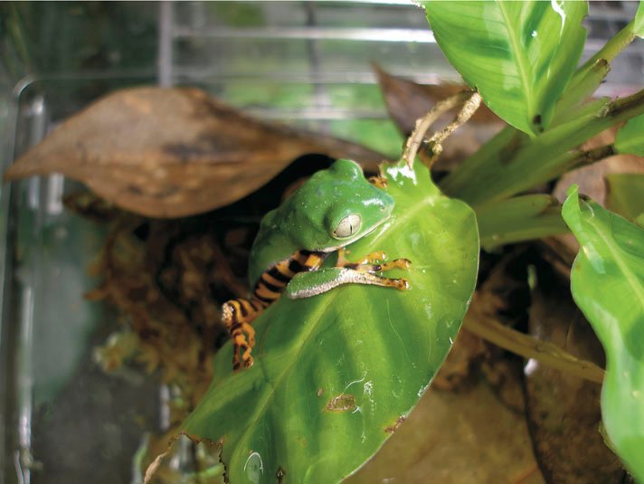 tiger-leg monkey frog