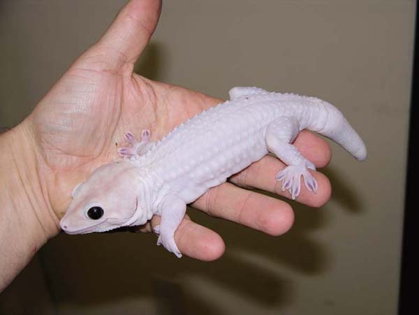 Tokay gecko