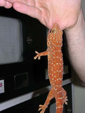 tokay gecko