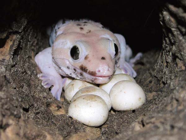 tokay eggs