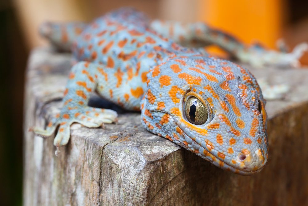 Tokay gecko
