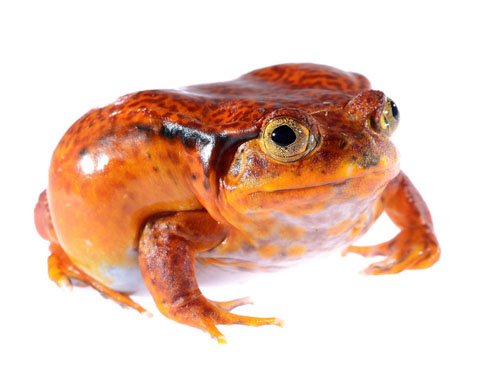 tomato frog