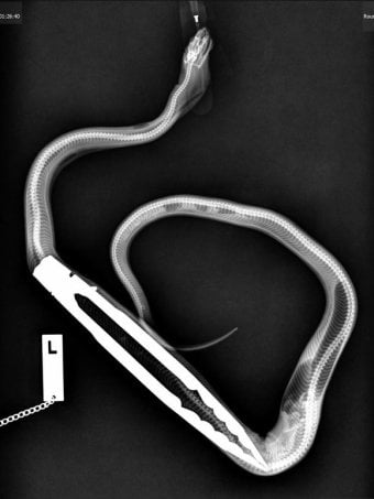 python eats tongs