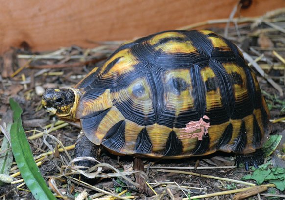 Angulate tortoise