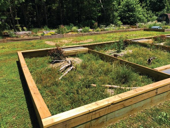 Angulate tortoise outdoor enclosure
