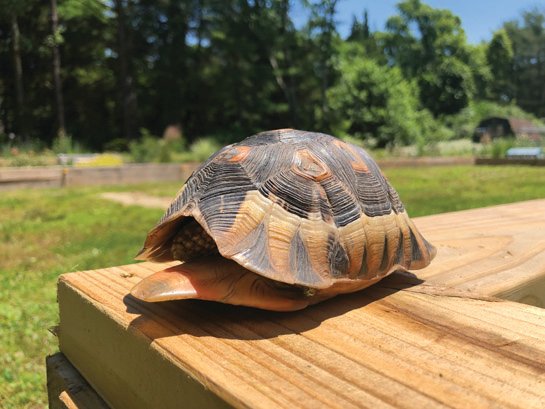 Angulate tortoise