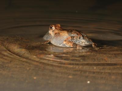 tungara frog